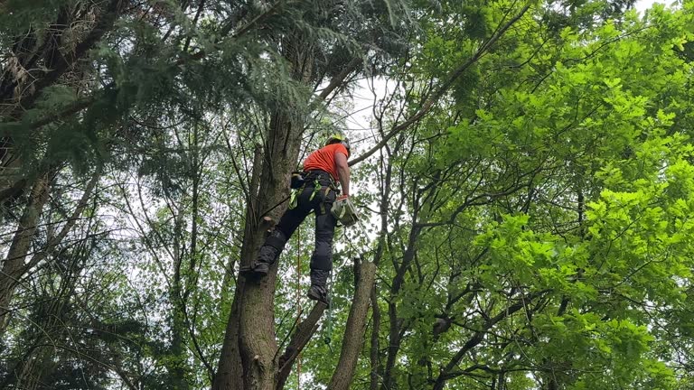 Best Storm Damage Tree Cleanup  in Raymond, IL